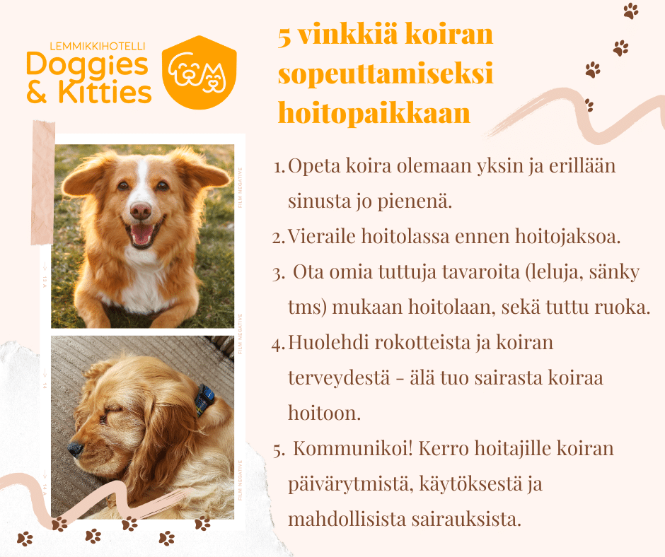 Vinkit koiran hoitoon sopeuttamiseksi
