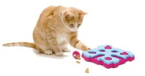 yellow kitten isolated on a white background