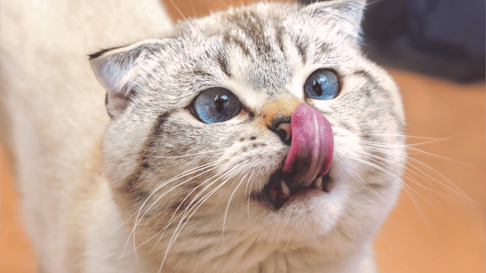 Kissa