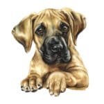 hd_dogge_welpe_rz