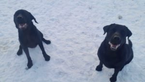 IMG-20161218-WA0001