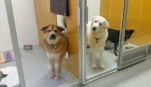 IMG-20170204-WA0000