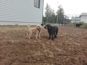 IMG_20160617_160229