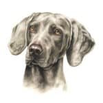 happy-dog-supreme-adult-range