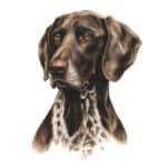 happy-dog-supreme-sensitive