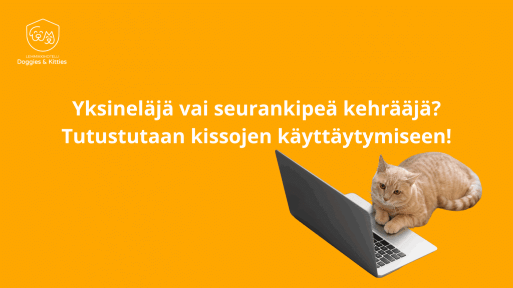 Kissojen käyttäytyminen